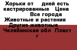   Хорьки от 35 дней есть кастрированные › Цена ­ 2 000 - Все города Животные и растения » Другие животные   . Челябинская обл.,Пласт г.